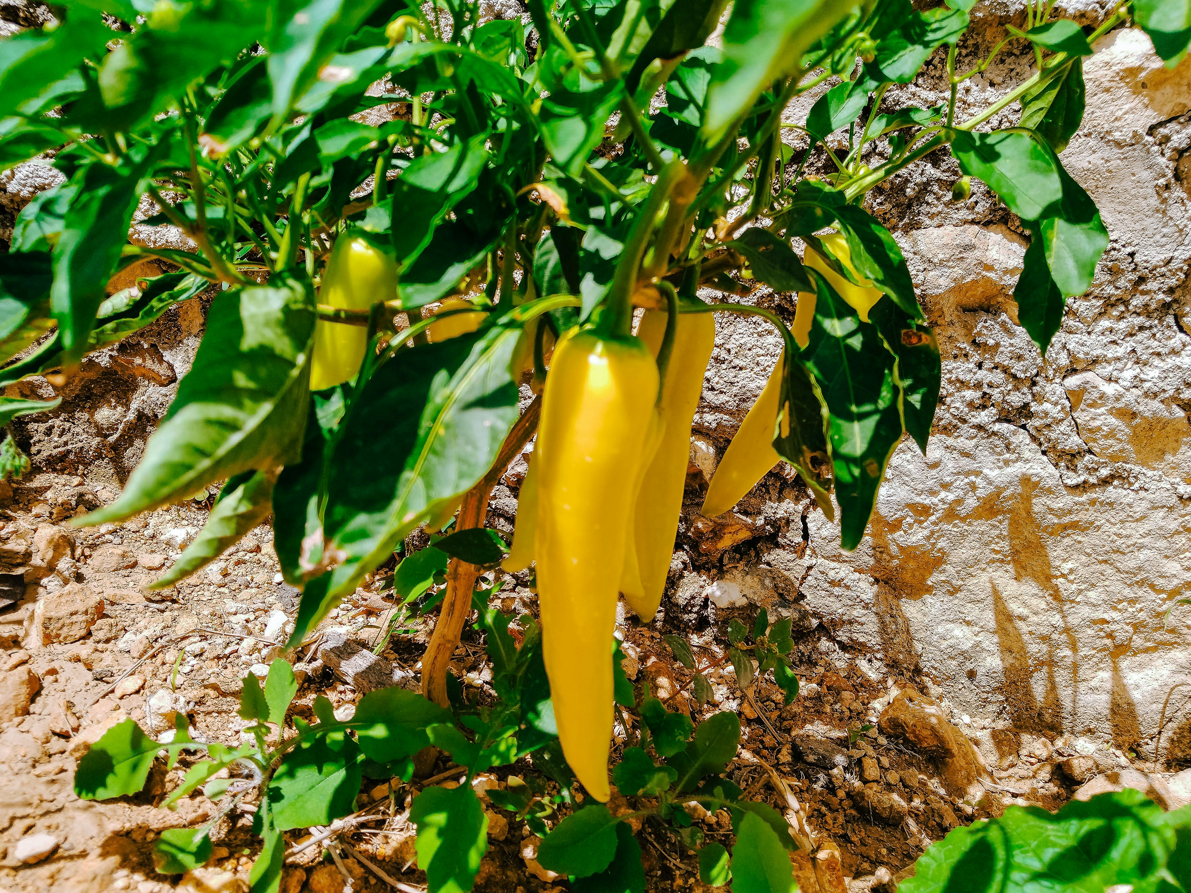 yellow bell pepper on ground